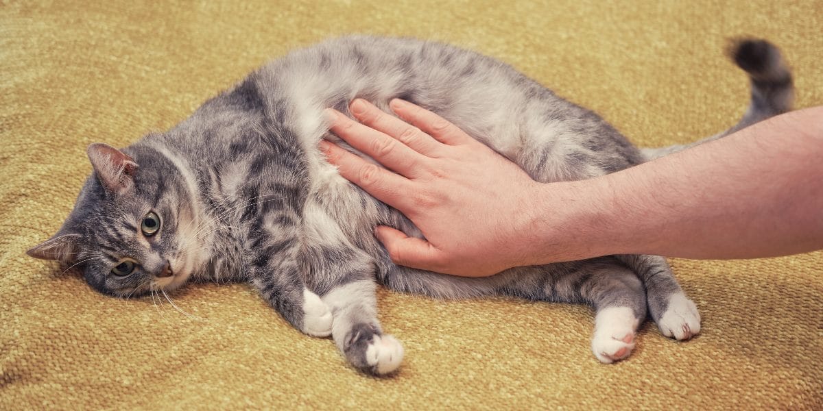 Katze streicheln So geht es richtig!